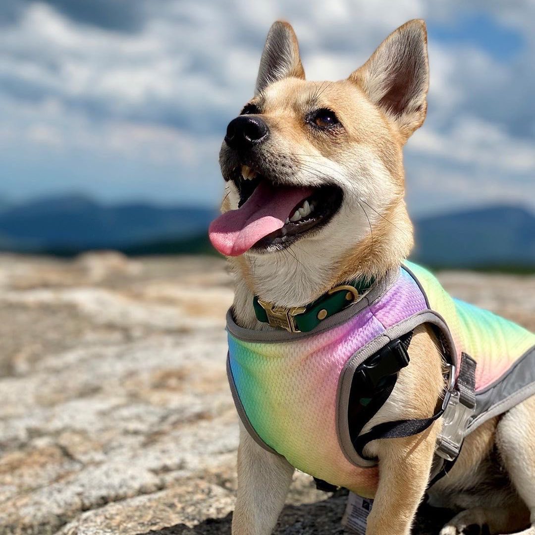 New Summer Pet Clothes Chill Seeker Cooling Dog