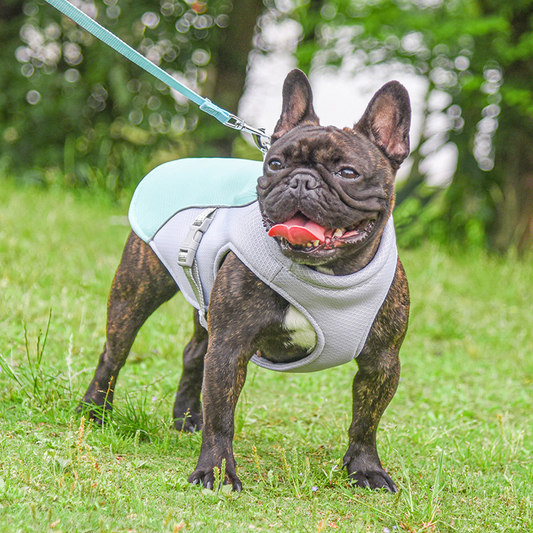 Functional Cooling Vest for French Bulldog - Breathable Cooling Gear for Frenchies